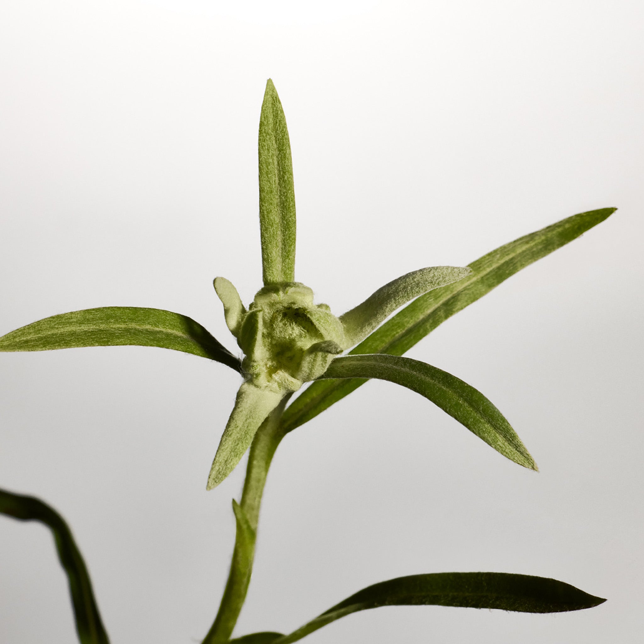 Edelweiss Daily Serum Concentrate
