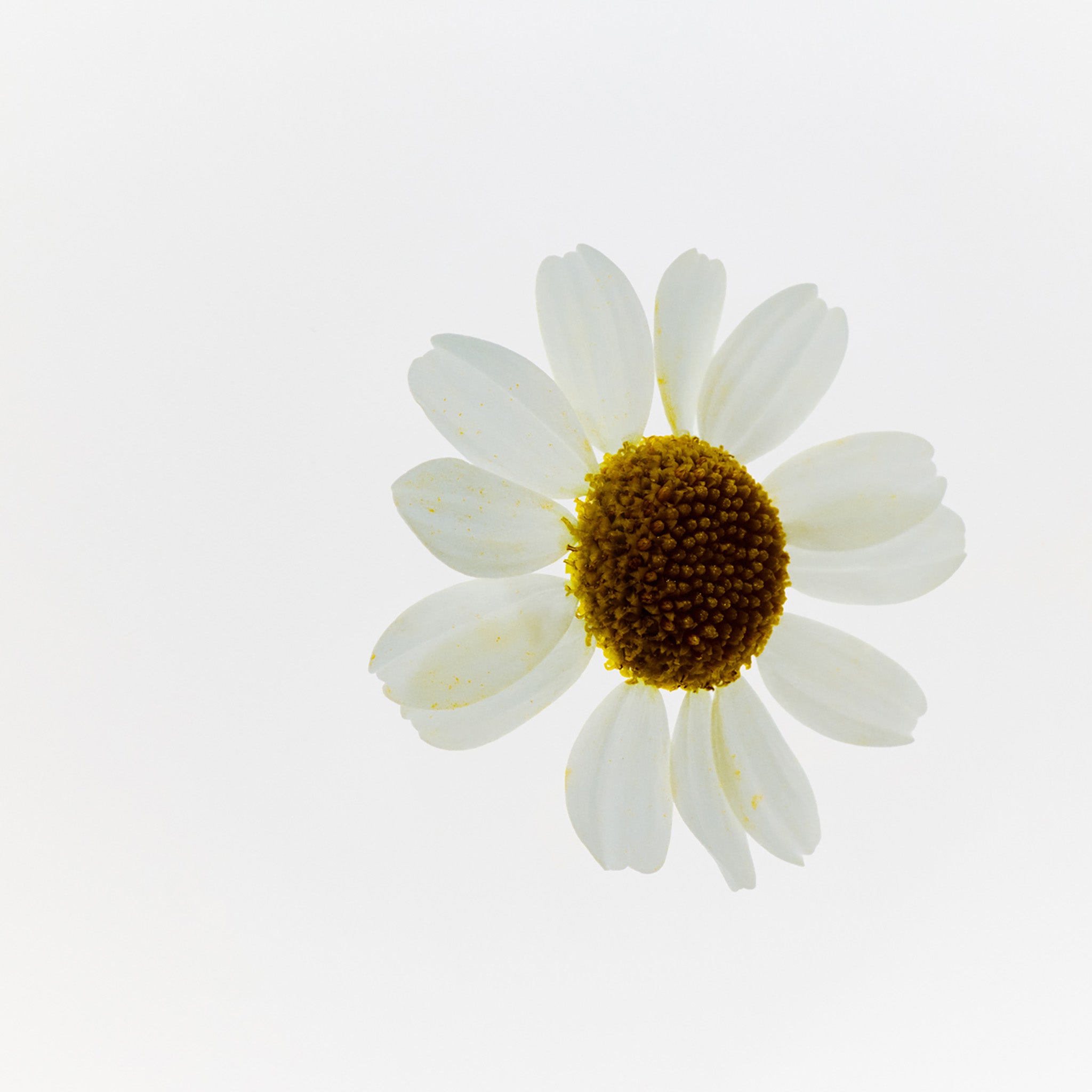 Camomile Sumptuous Makeup Cleansing Butter