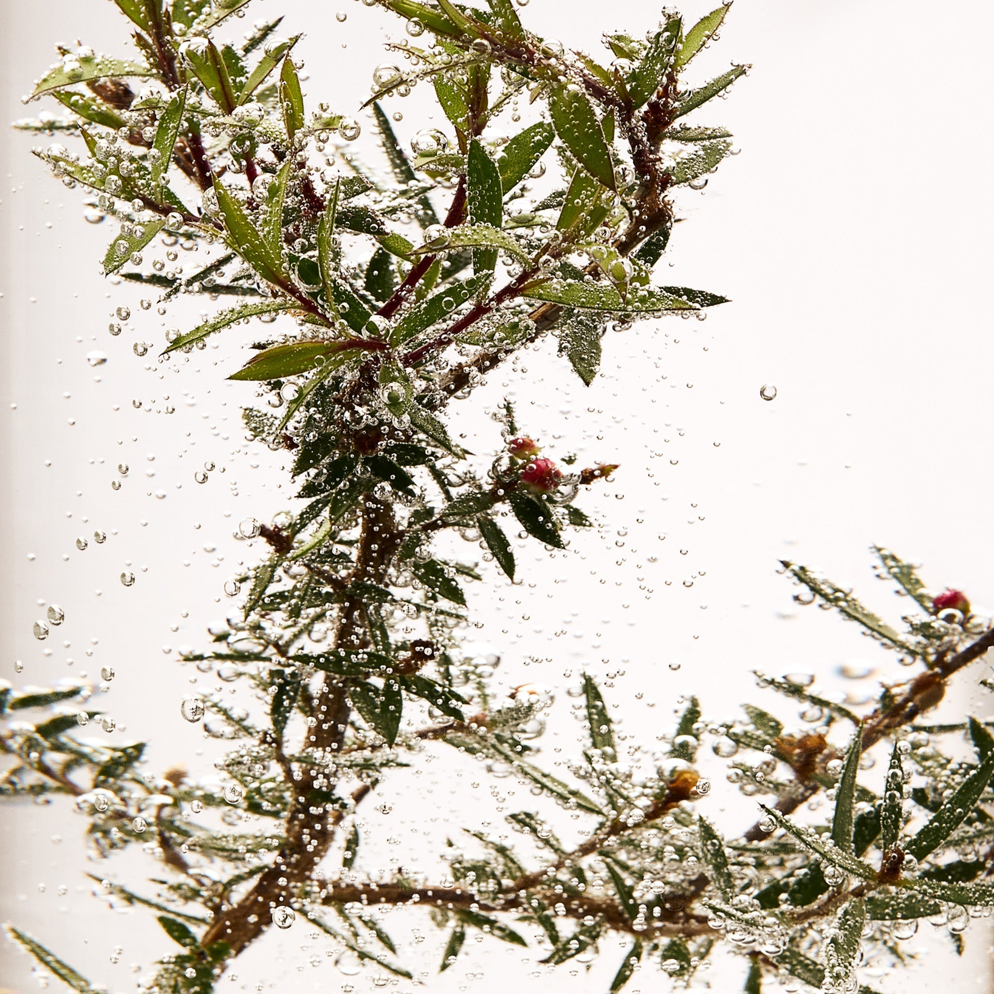 Tea Tree Oil for skin